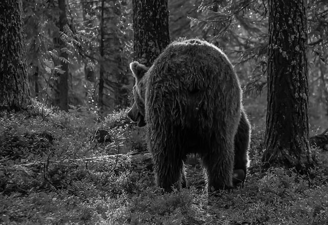 Free download bear mammalian animal forest free picture to be edited with GIMP free online image editor