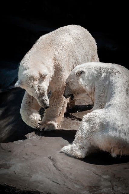 Free download bear polar bear white fur arctic free picture to be edited with GIMP free online image editor