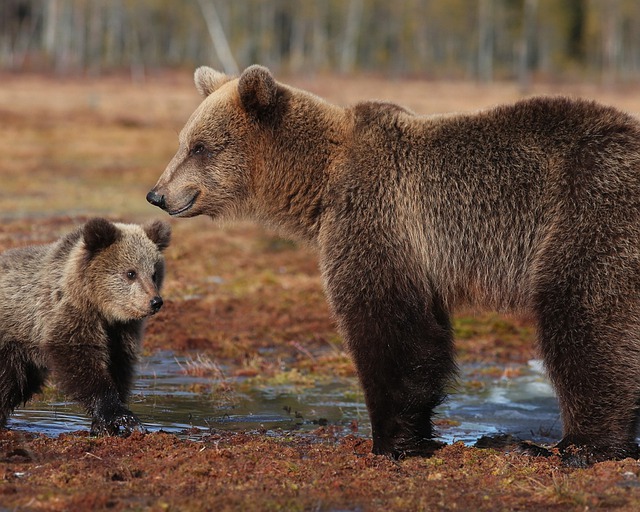 Free download bears child animal jungle forest free picture to be edited with GIMP free online image editor