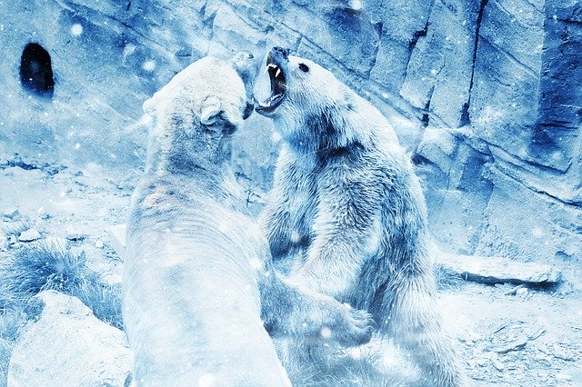 Free download Bear Snow Fight -  free illustration to be edited with GIMP free online image editor