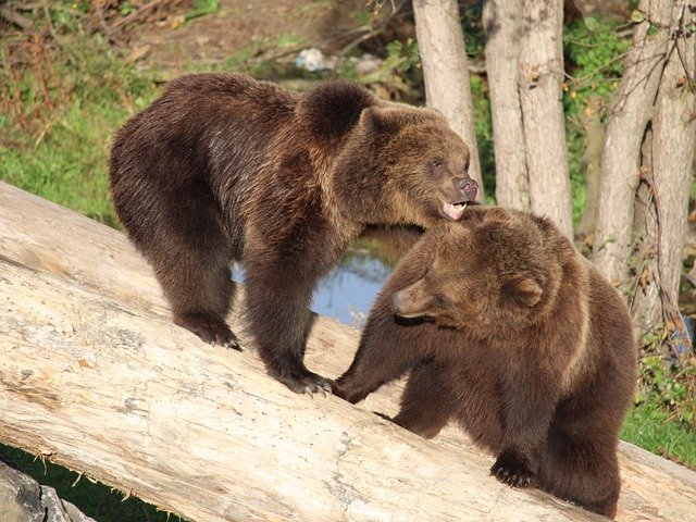 Free download Bear Wildlife Brown -  free photo or picture to be edited with GIMP online image editor