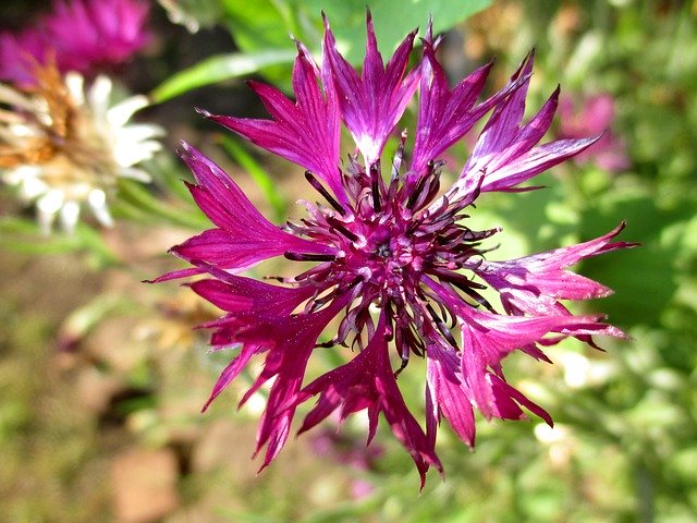 Free download Beautiful Cornflower Knapweed -  free photo or picture to be edited with GIMP online image editor