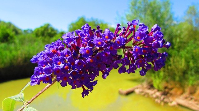 Free download Beautiful Flower Purple Bells Blue -  free photo or picture to be edited with GIMP online image editor