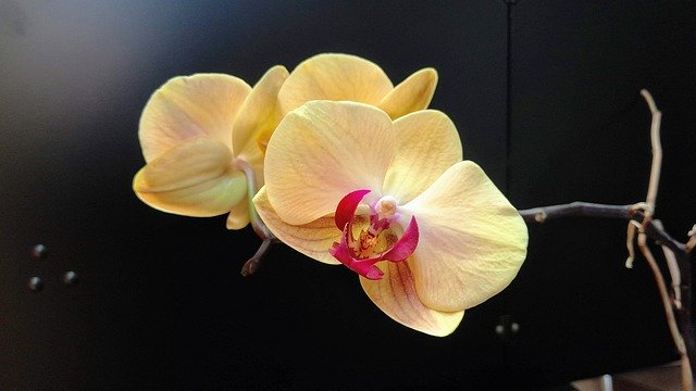 Free download Beauty Yellow Orchid Flower Exotic -  free photo or picture to be edited with GIMP online image editor