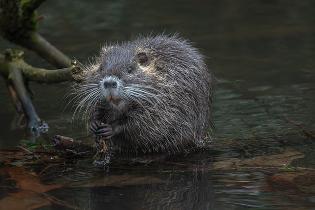 Free download beaver rat nutria cub rodent water free picture to be edited with GIMP free online image editor