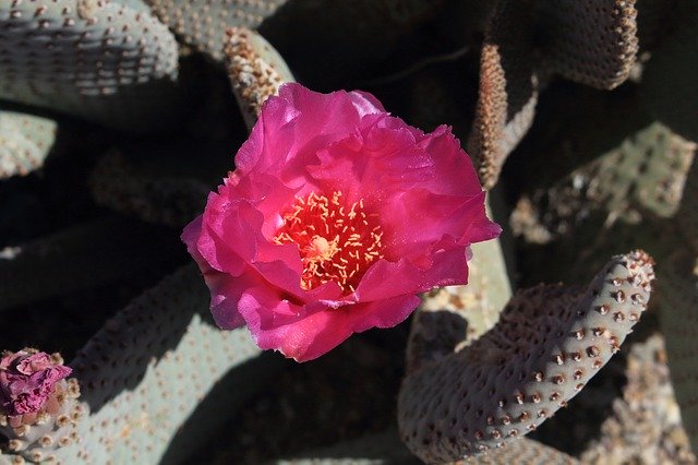 Free download Beavertail Cactus Southwestern -  free photo or picture to be edited with GIMP online image editor