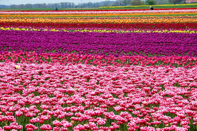 Free download bed of flowers blooming flowers free picture to be edited with GIMP free online image editor