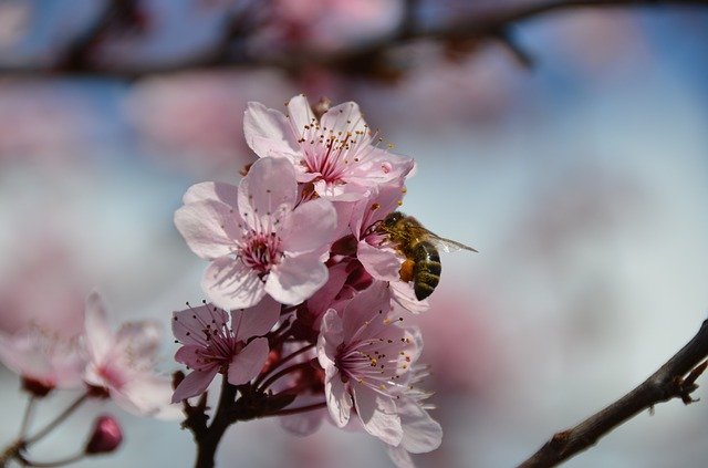 Free download Bee Blood Plum Nectar -  free photo or picture to be edited with GIMP online image editor