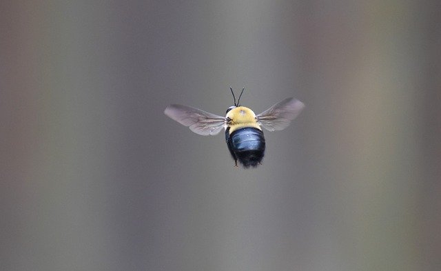 Free download Bee Borer Carpenter -  free photo or picture to be edited with GIMP online image editor