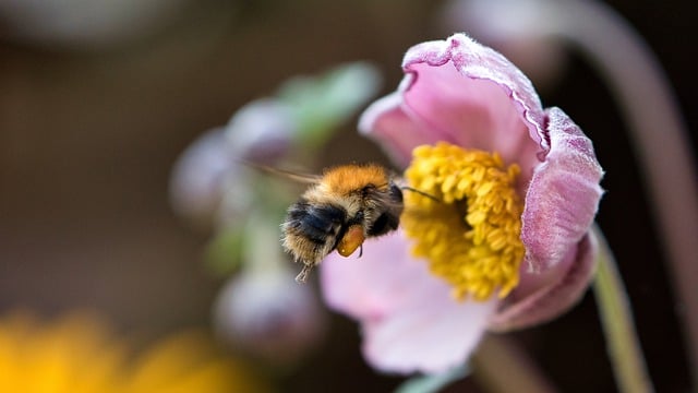 Free download bee bumblebee flower insect flying free picture to be edited with GIMP free online image editor