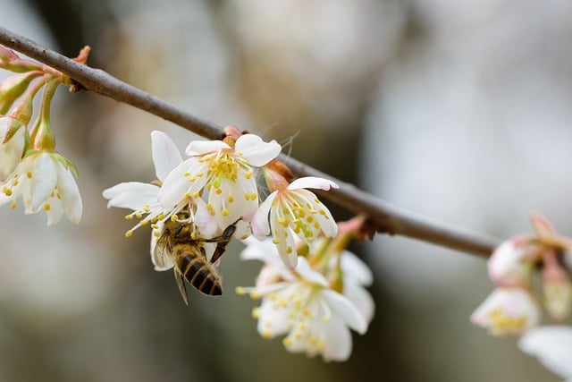 Free download bee cherry blossom flowers spring free picture to be edited with GIMP free online image editor