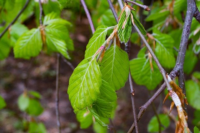 Free download Beech Fagus Tree -  free photo or picture to be edited with GIMP online image editor