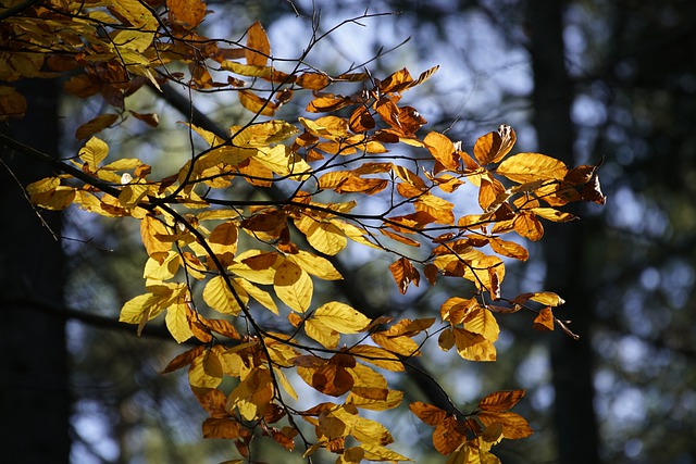 Free download beech fall foliage forest autumn free picture to be edited with GIMP free online image editor