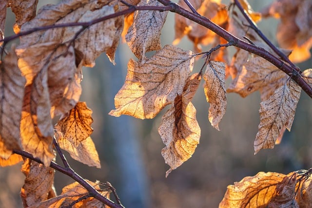 Free download beech leaves trees forest shining free picture to be edited with GIMP free online image editor