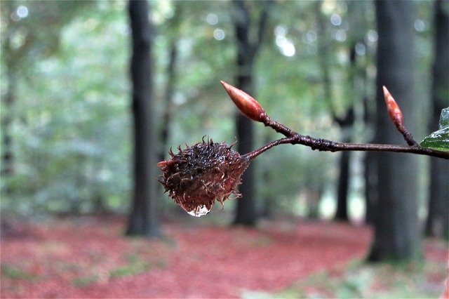 Free download Beech Nut Drop Autumn Forest -  free photo or picture to be edited with GIMP online image editor