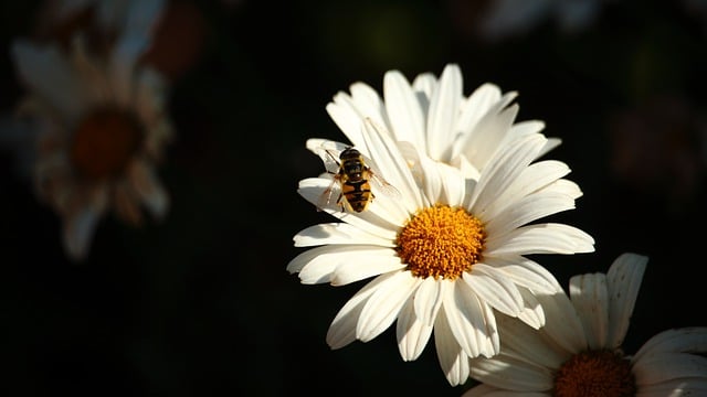 Free download bee daisies pollination free picture to be edited with GIMP free online image editor