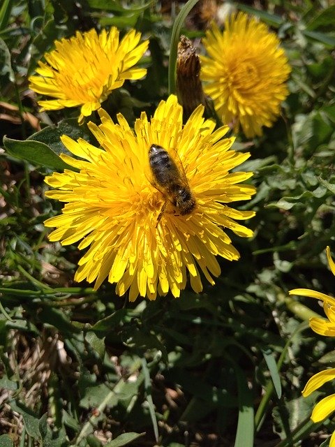 Free download Bee Dandelion Kuhblume -  free photo or picture to be edited with GIMP online image editor