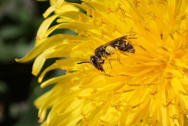 Free download bee dandelion pollination nature free picture to be edited with GIMP free online image editor