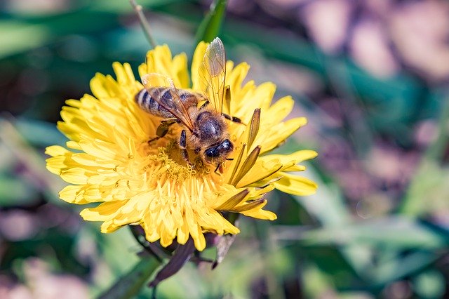 Free download Bee Dandelion Spring -  free photo or picture to be edited with GIMP online image editor