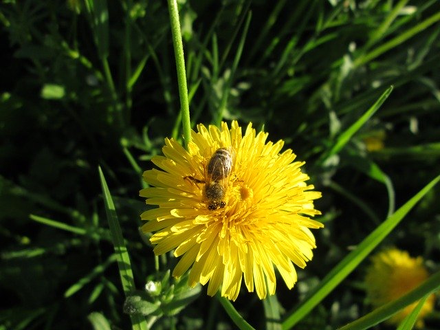 Free download Bee Dandelion Yellow -  free photo or picture to be edited with GIMP online image editor