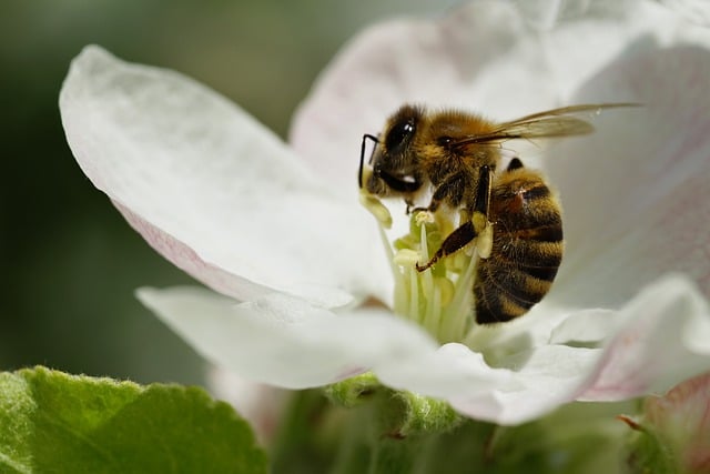 Free download bee flower blossom bloom nature free picture to be edited with GIMP free online image editor