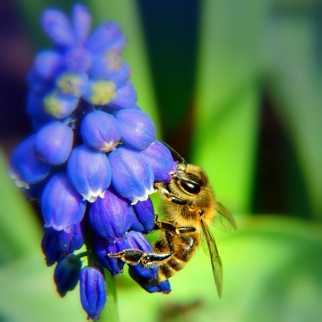 Free download Bee Flower Blue -  free photo or picture to be edited with GIMP online image editor