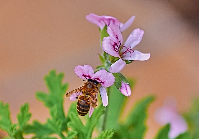 Free download Bee Flower Insects -  free photo or picture to be edited with GIMP online image editor