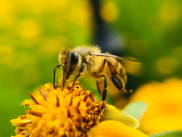 Free download bee flower insect worker bee plant free picture to be edited with GIMP free online image editor