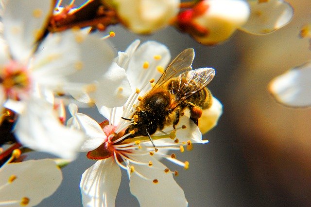 Free download Bee Flower Nectar -  free photo or picture to be edited with GIMP online image editor