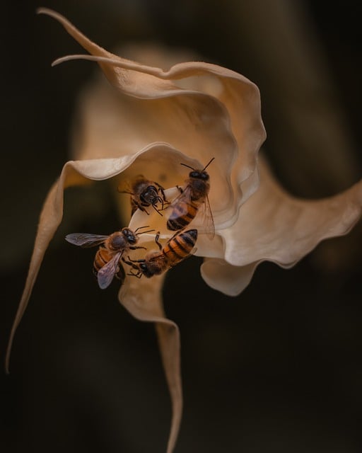 Free download bee flower pollination insects free picture to be edited with GIMP free online image editor