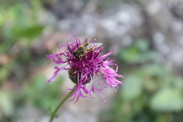 Free download Bee Flower Purple -  free photo or picture to be edited with GIMP online image editor