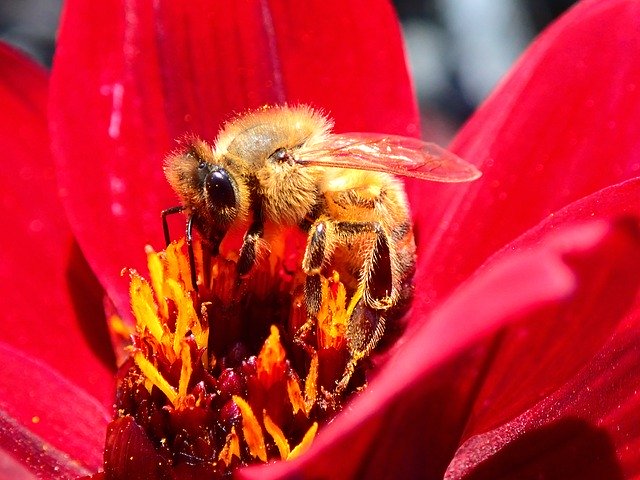 Free download Bee Flower Red -  free photo or picture to be edited with GIMP online image editor