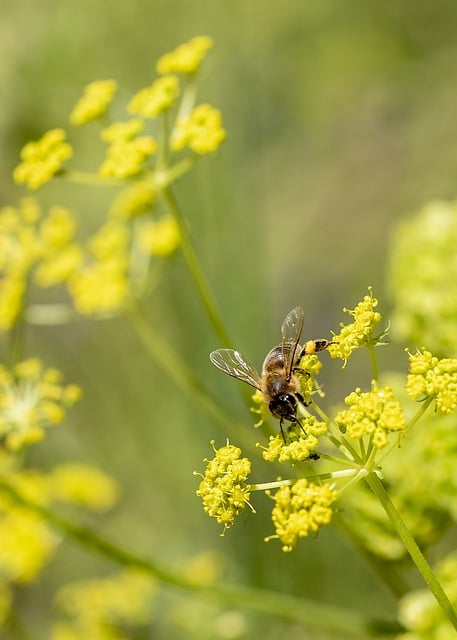 Free download bee flowers plant season green free picture to be edited with GIMP free online image editor