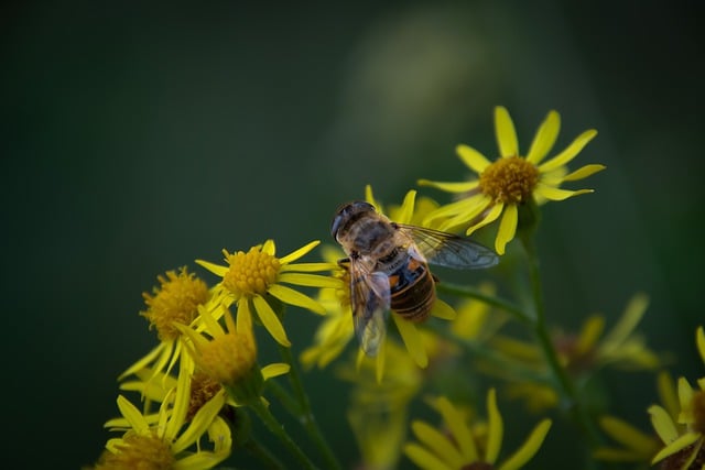 Free download bee flowers pollination insect free picture to be edited with GIMP free online image editor