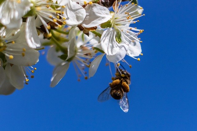 Free download Bee Flower Spring The Plum -  free photo or picture to be edited with GIMP online image editor