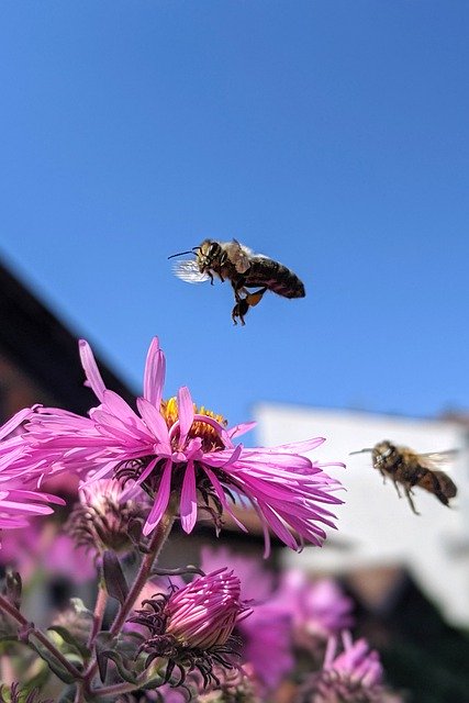 Free download Bee Flowers Summer -  free photo or picture to be edited with GIMP online image editor