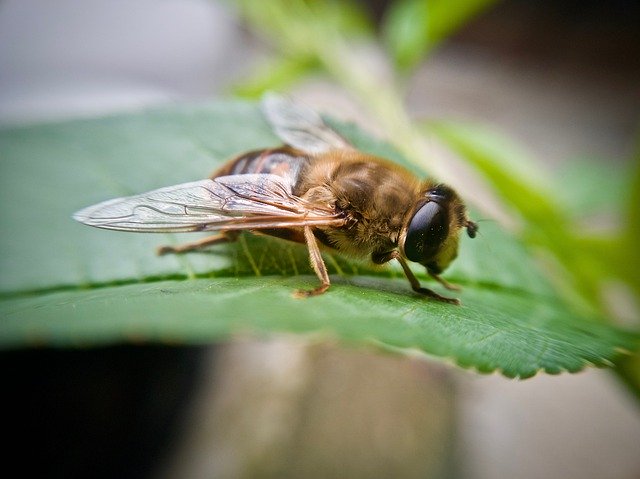 Free download Bee Flying Insect -  free photo or picture to be edited with GIMP online image editor