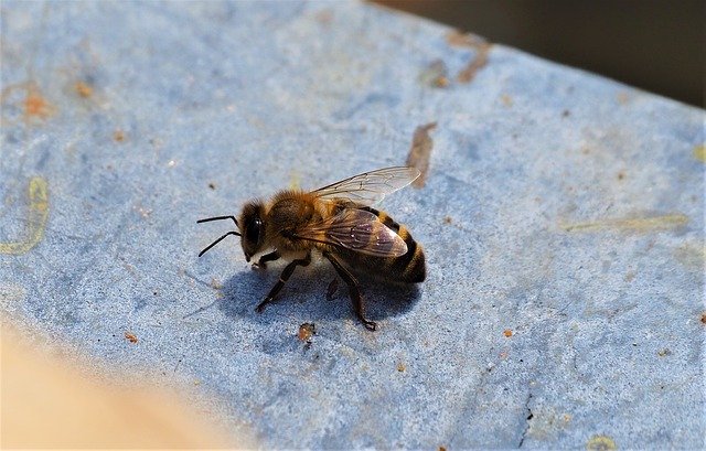 Free download Bee Forager Worker -  free photo or picture to be edited with GIMP online image editor