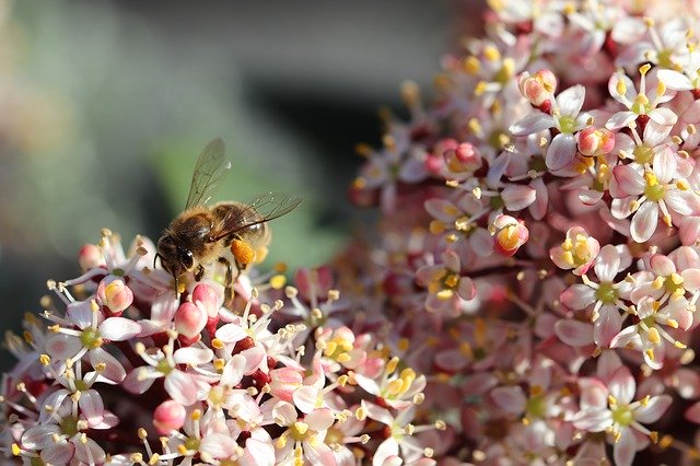 Free download Bee Forage Spring -  free photo or picture to be edited with GIMP online image editor