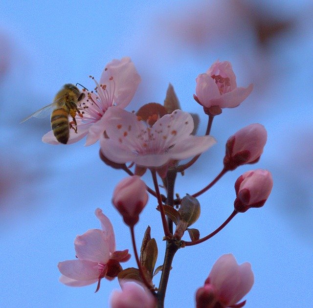 Téléchargement gratuit Bee Honey Collect Hard - photo ou image gratuite à éditer avec l'éditeur d'images en ligne GIMP