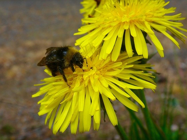 Free download Bee Hummel Flowers -  free photo or picture to be edited with GIMP online image editor