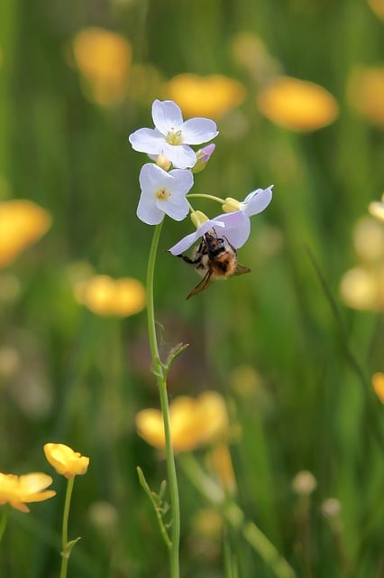 Free download bee insect cuckoo flower petals free picture to be edited with GIMP free online image editor