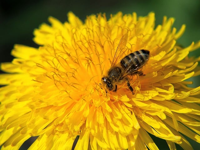 Free download bee insect dandelion pollinate free picture to be edited with GIMP free online image editor