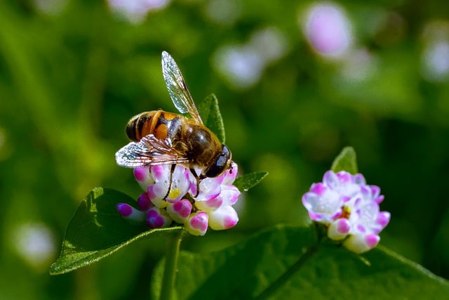 Free download bee insect entomology pollination free picture to be edited with GIMP free online image editor