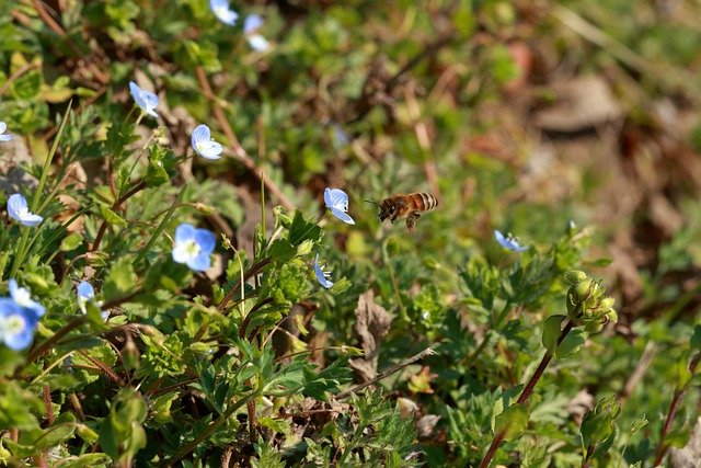 Free download bee insect flowers free picture to be edited with GIMP free online image editor