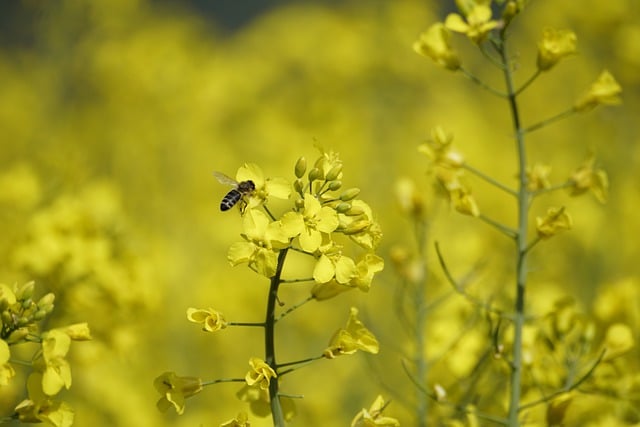 Free download bee insect flowers pollination free picture to be edited with GIMP free online image editor