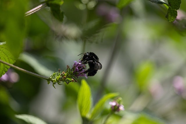 Free download bee insect hymenoptera flower free picture to be edited with GIMP free online image editor