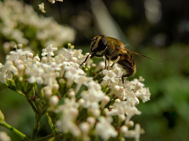 Free download Bee Insect Nature -  free photo or picture to be edited with GIMP online image editor