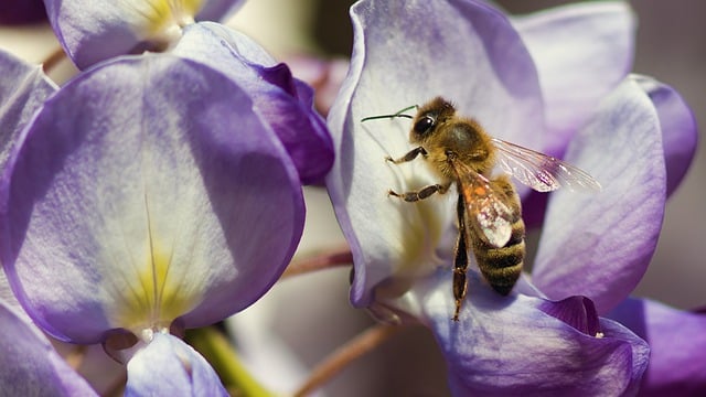 Free download bee insect nature blossom bloom free picture to be edited with GIMP free online image editor