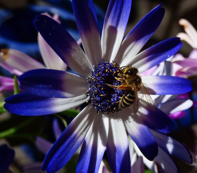 Free download bee insect pollination tenerife free picture to be edited with GIMP free online image editor